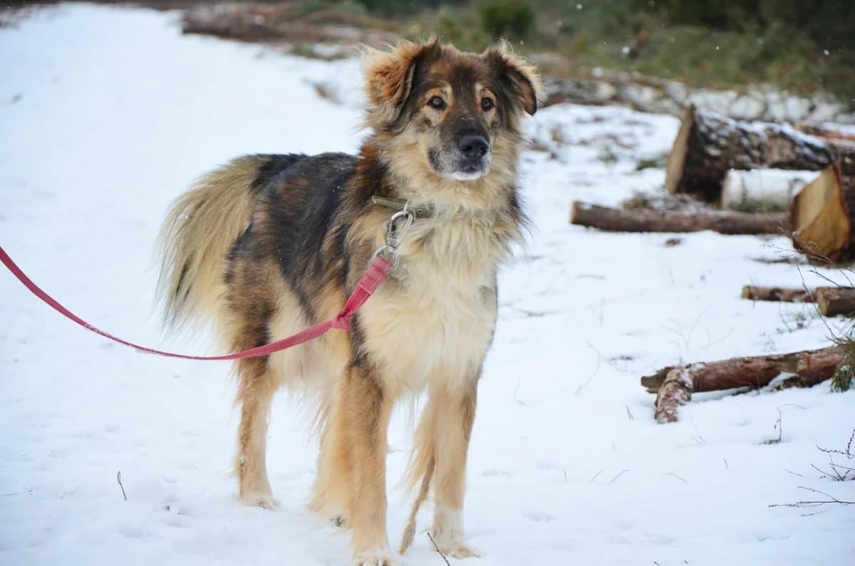 Barbos (Барбос), male Mixed Breed for adoption at Притулок Best Friends