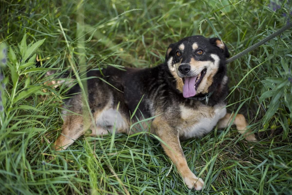 Bumer (Бумер), female Mixed Breed for adoption at Притулок Best Friends