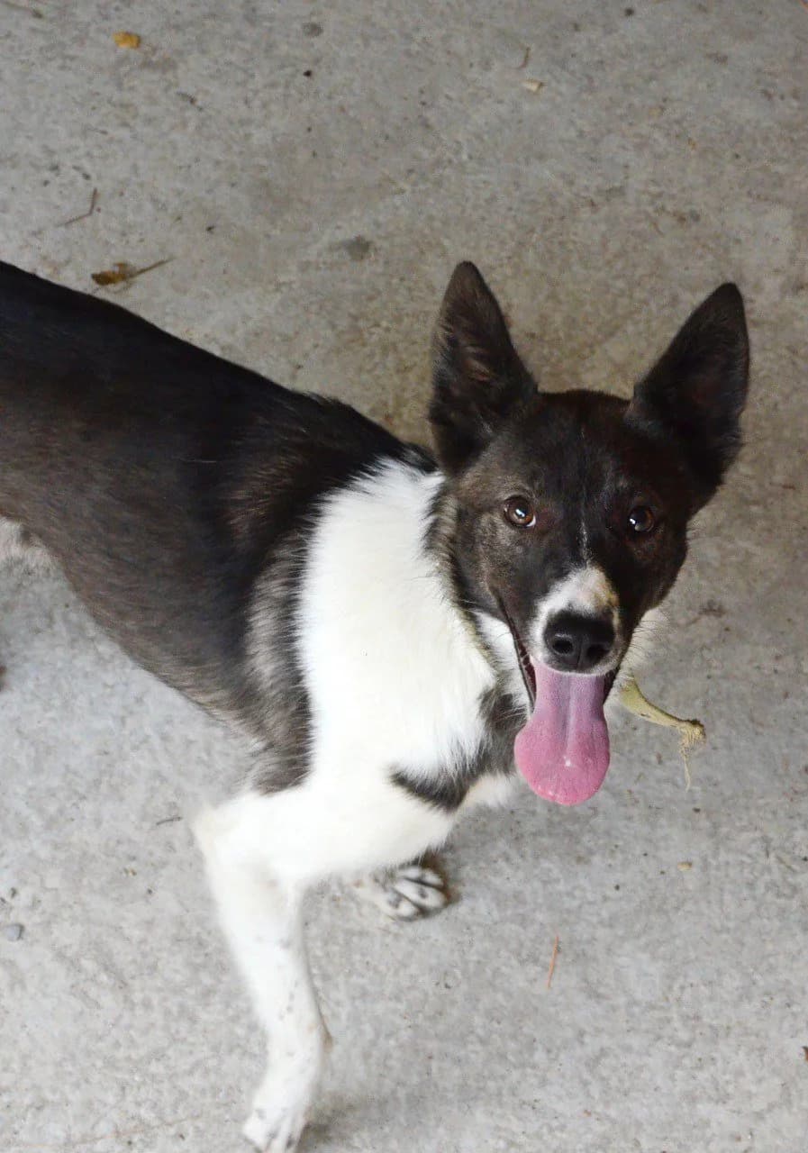 Shelbi (Шелбі), female Mixed Breed for adoption at Притулок Best Friends