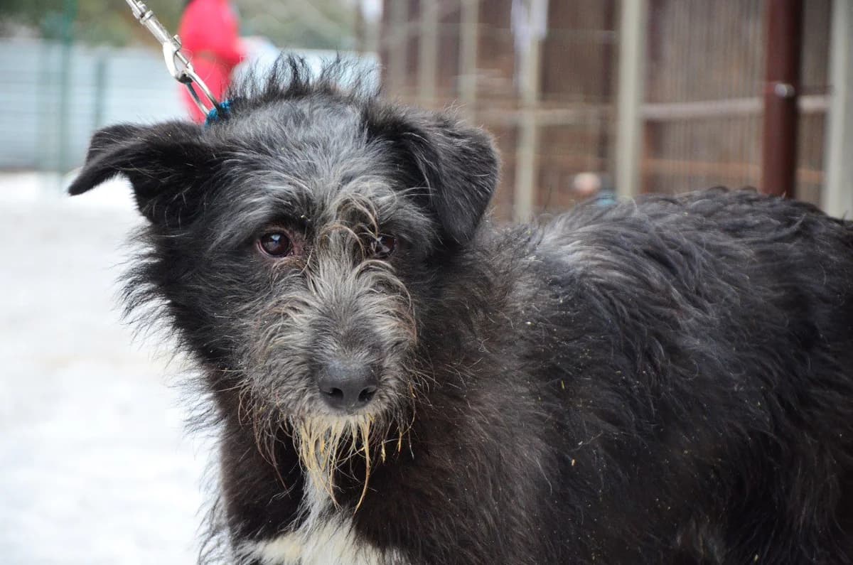 Khotab (Хотаб), male Mixed Breed for adoption at Притулок Best Friends