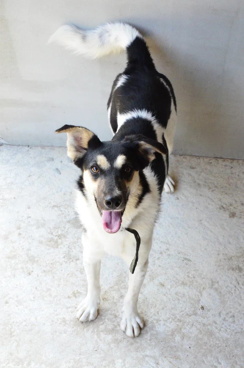 Adel (Адель), female Mixed Breed for adoption at Притулок Best Friends