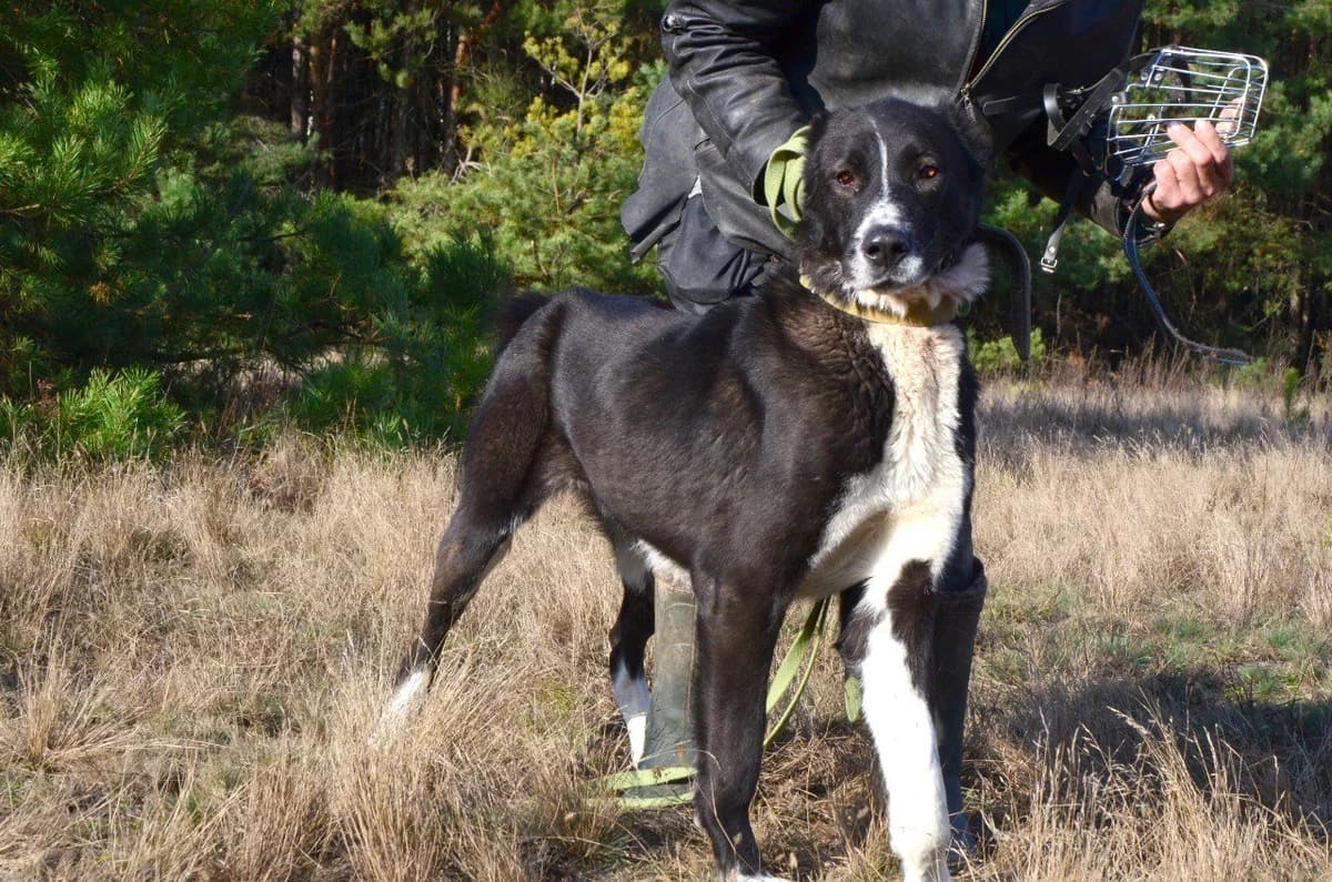 Sorbona (Сорбона), female Mixed Breed for adoption at Притулок Best Friends