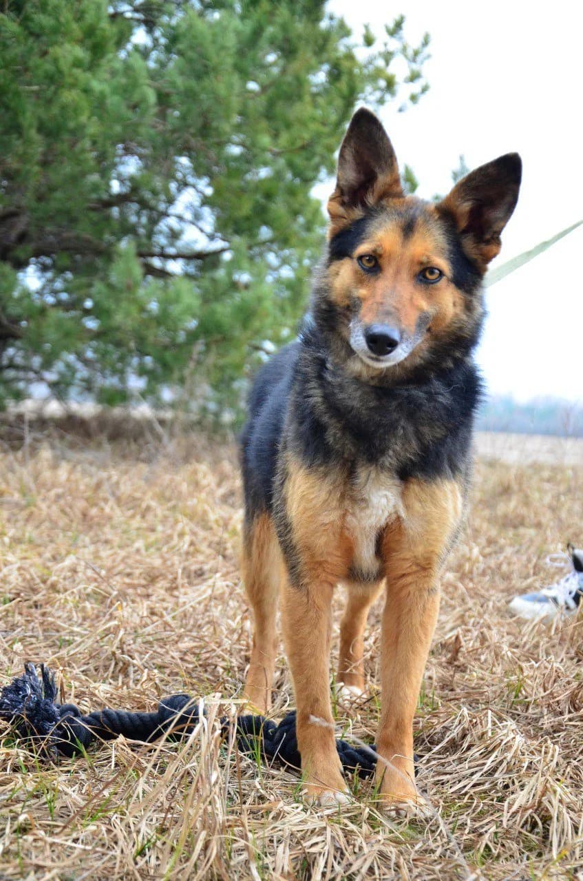 Rika (Ріка), female Mixed Breed for adoption at Притулок Best Friends