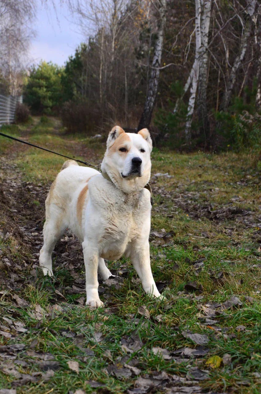 Baribal (Барібал), male Mixed Breed for adoption at Притулок Best Friends