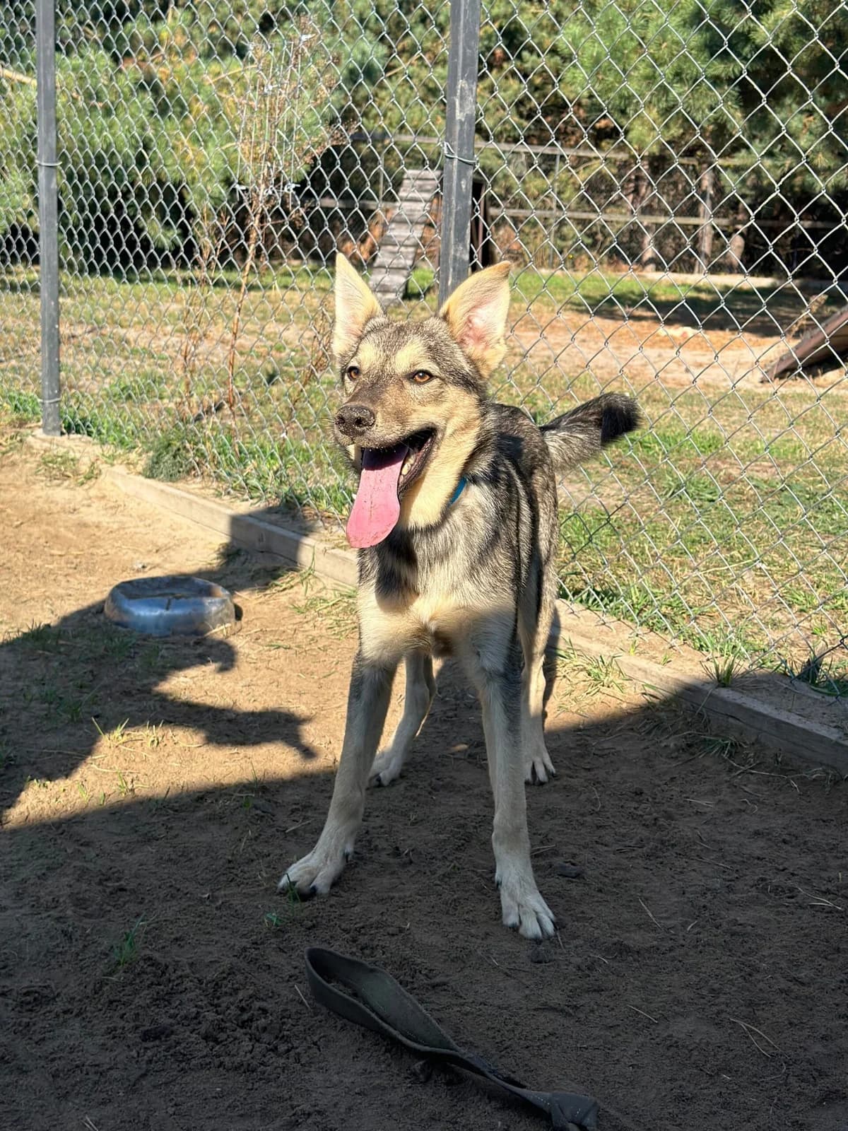 Grey (Грей), male Mixed Breed for adoption at Притулок Best Friends