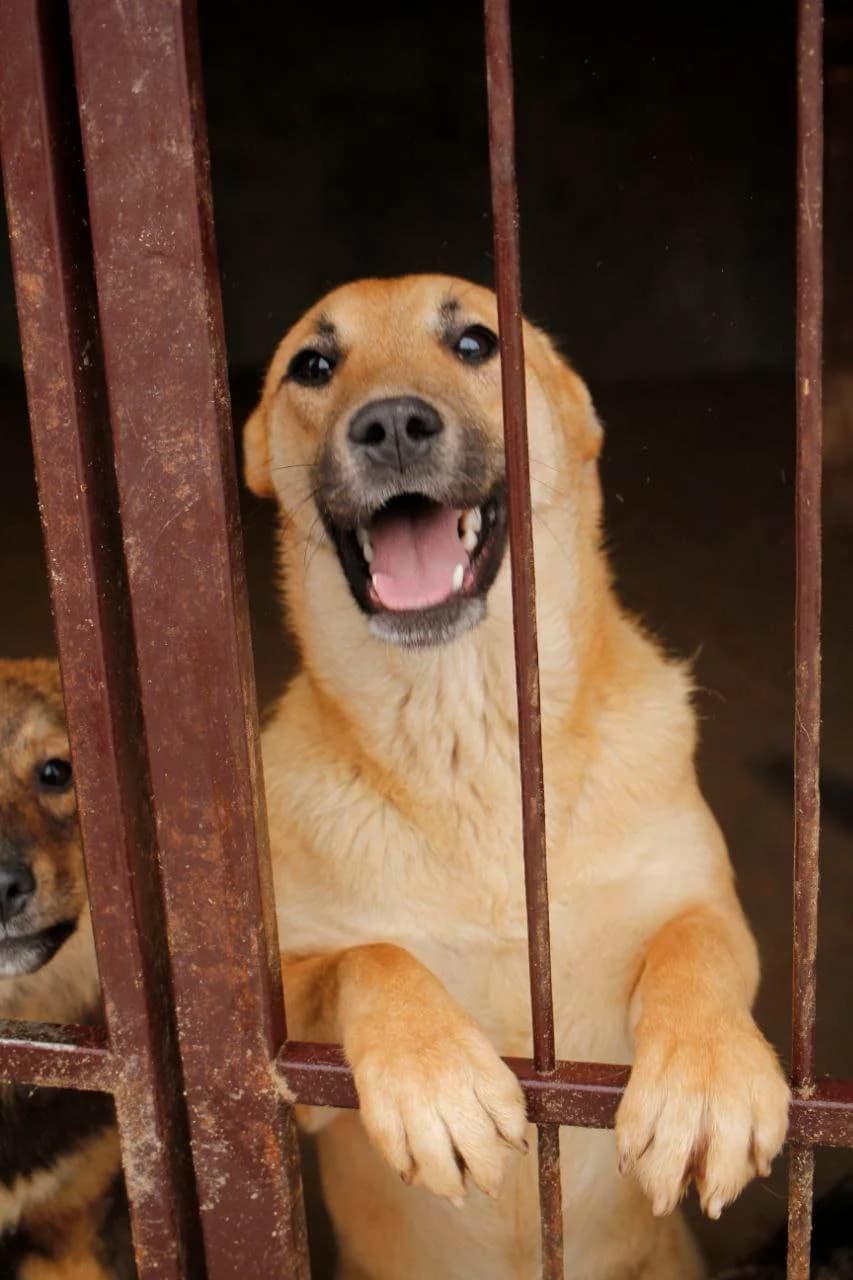 Dzhersi (Джерсі), female Mixed Breed for adoption at Притулок Best Friends