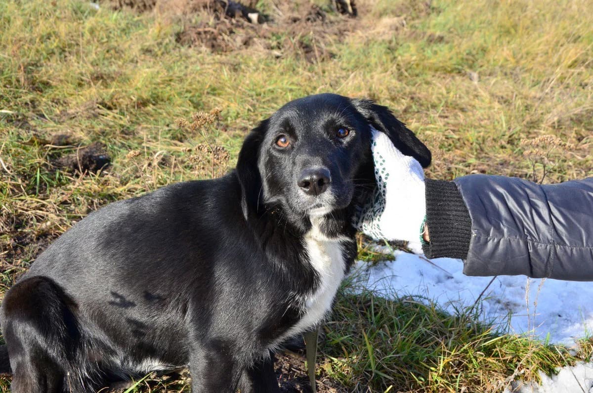 Dark (Дарк), female Mixed Breed for adoption at Притулок Best Friends