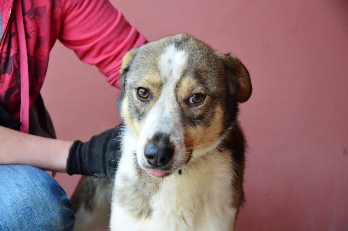 Ilay (Ілай), male Mixed Breed for adoption at Притулок Best Friends