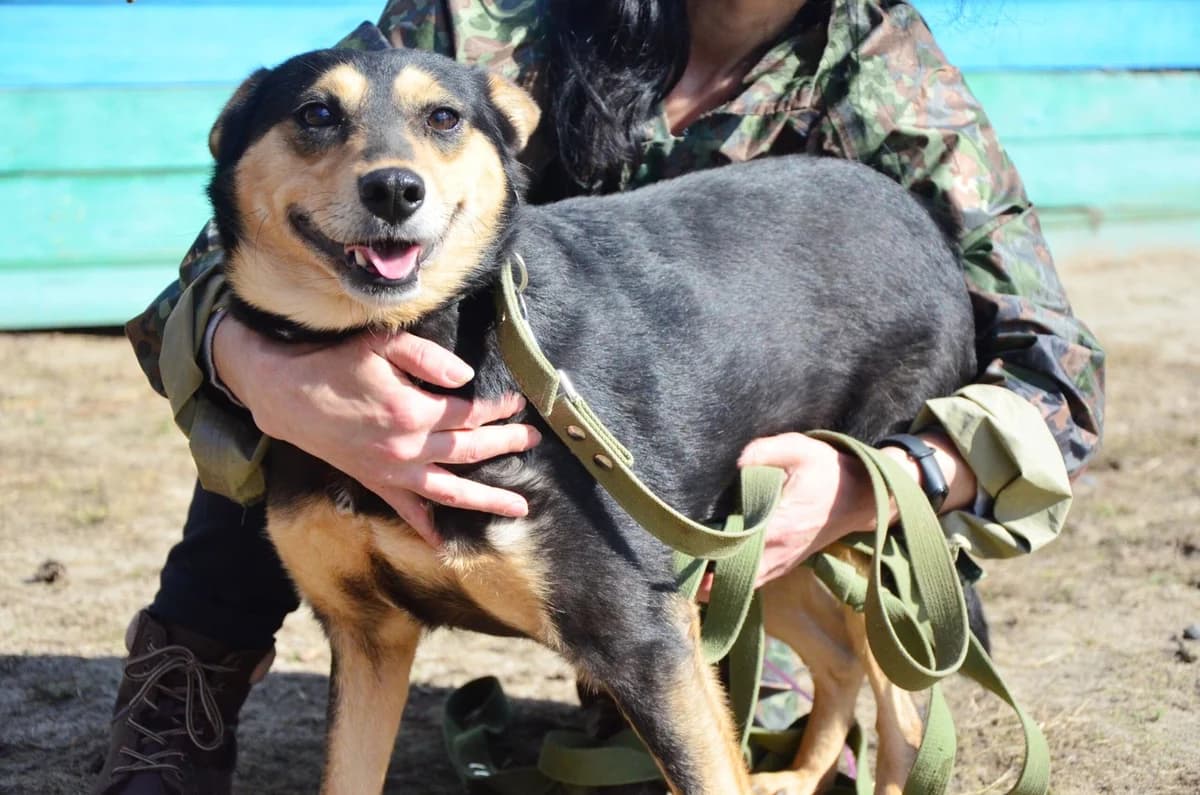 Karma (Карма), female Mixed Breed for adoption at Притулок Best Friends