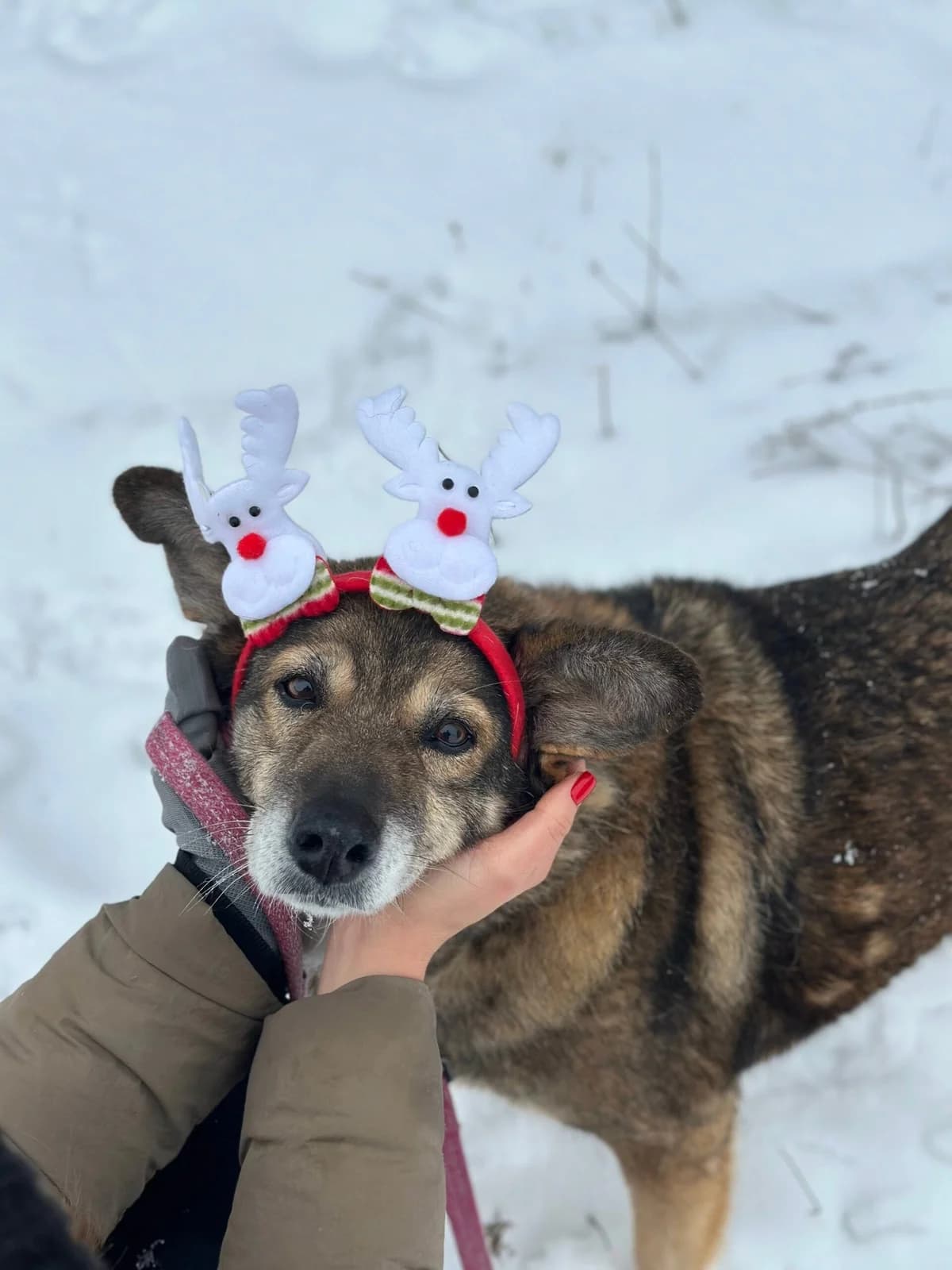 Luyiza (Луїза), female Mixed Breed for adoption at Притулок Best Friends