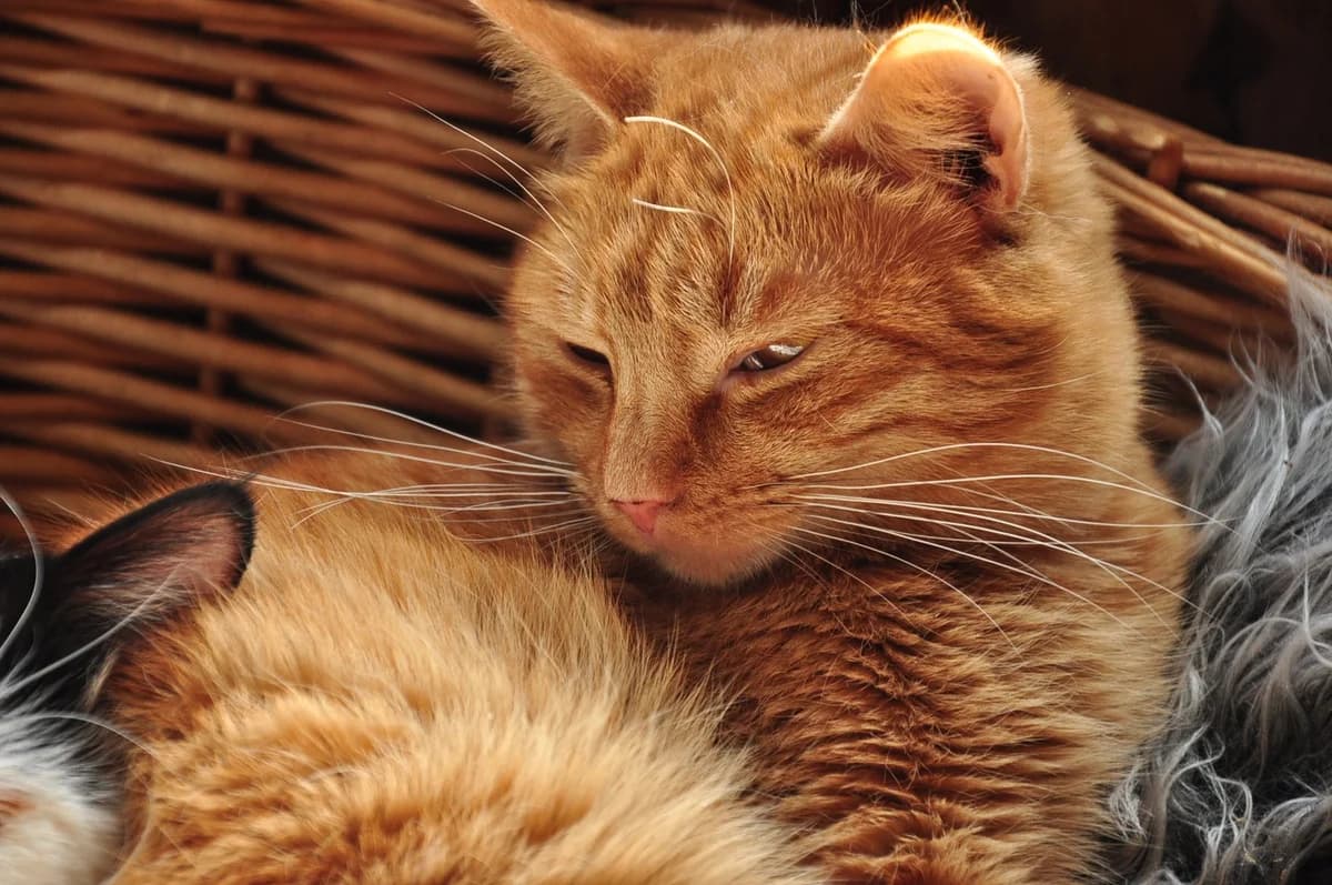 Lui (Луі), male Mixed Breed for adoption at Притулок Best Friends