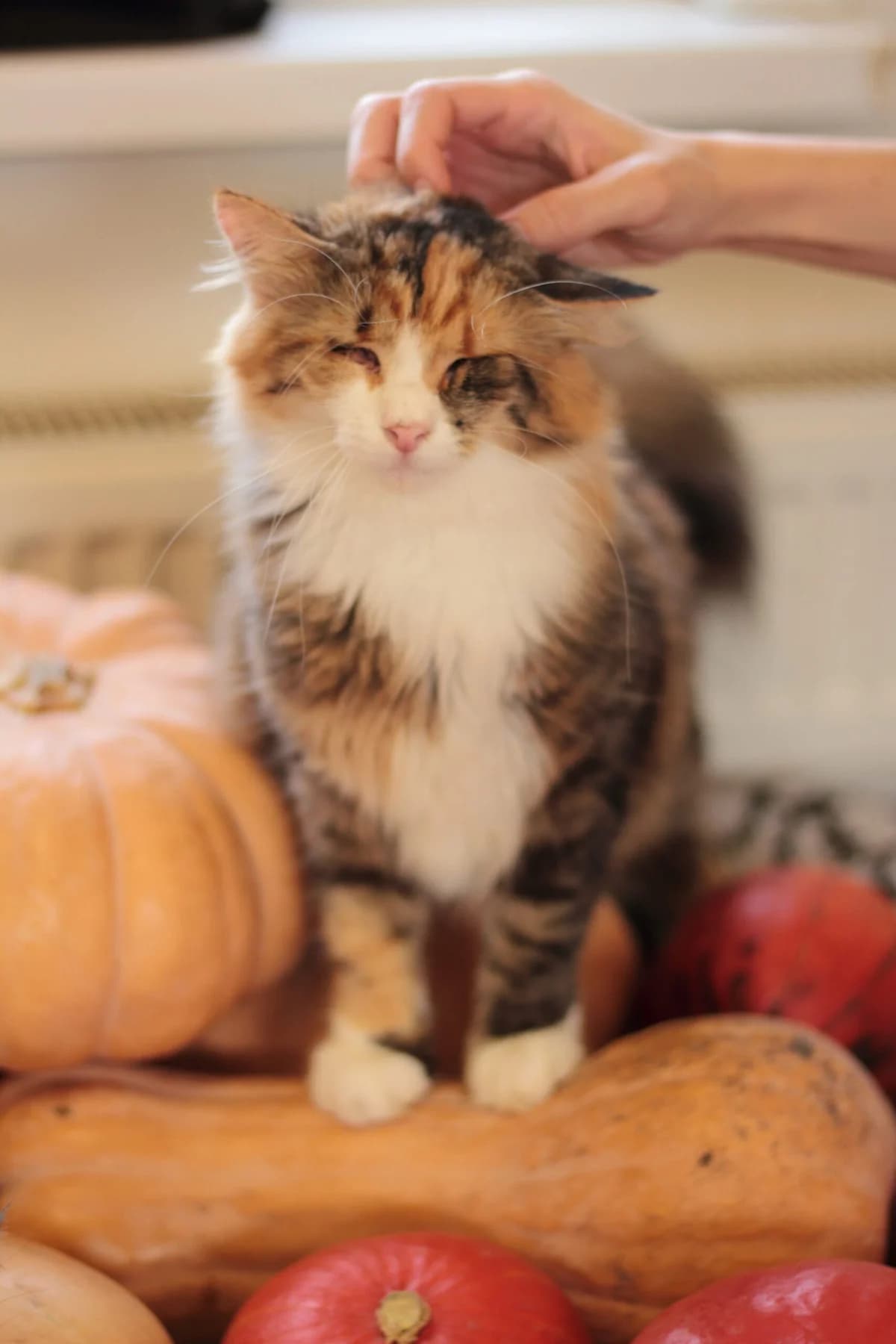 Mavka (Мавка), female Mixed Breed for adoption at Притулок Best Friends