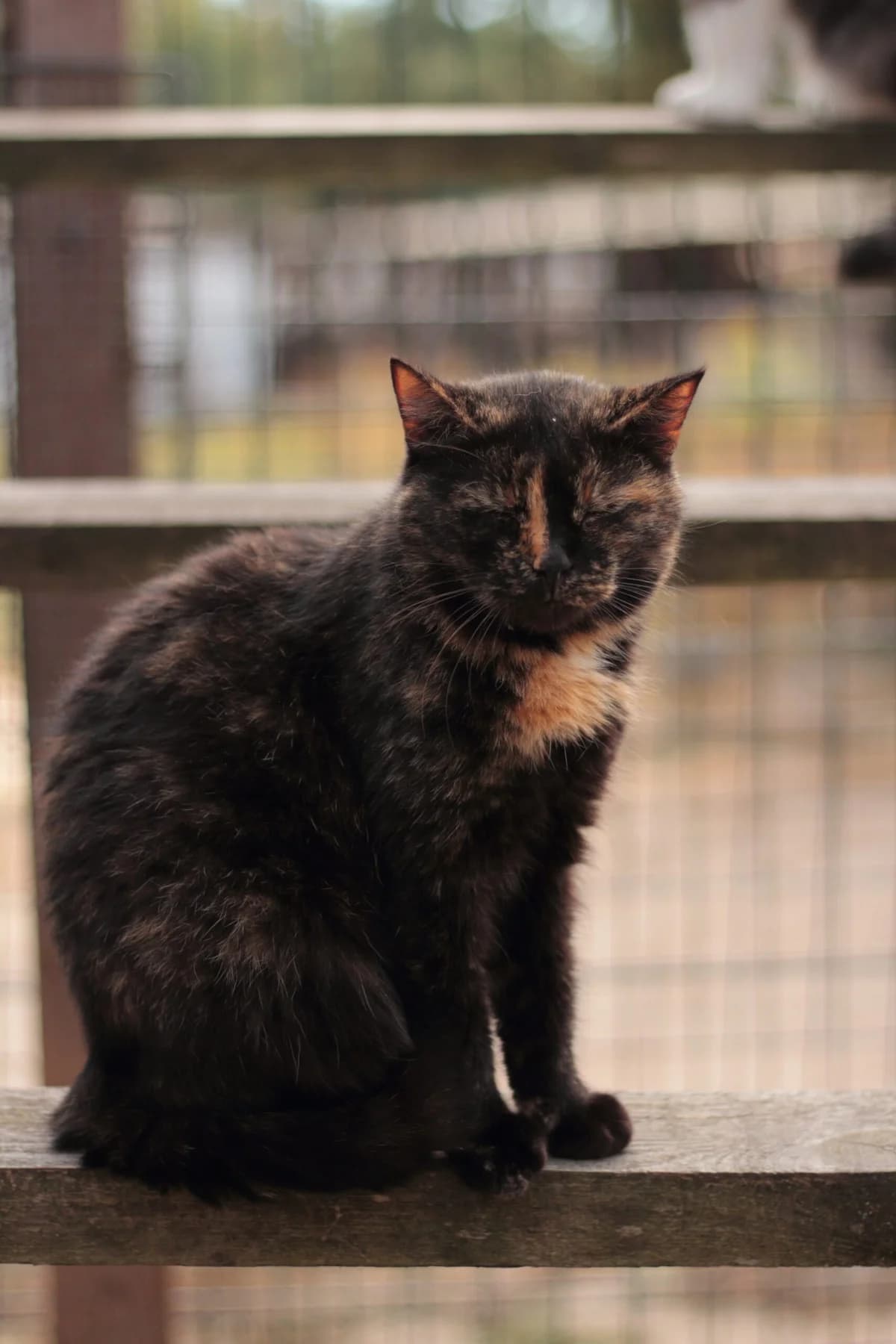 Shanel (Шанель), female Mixed Breed for adoption at Притулок Best Friends