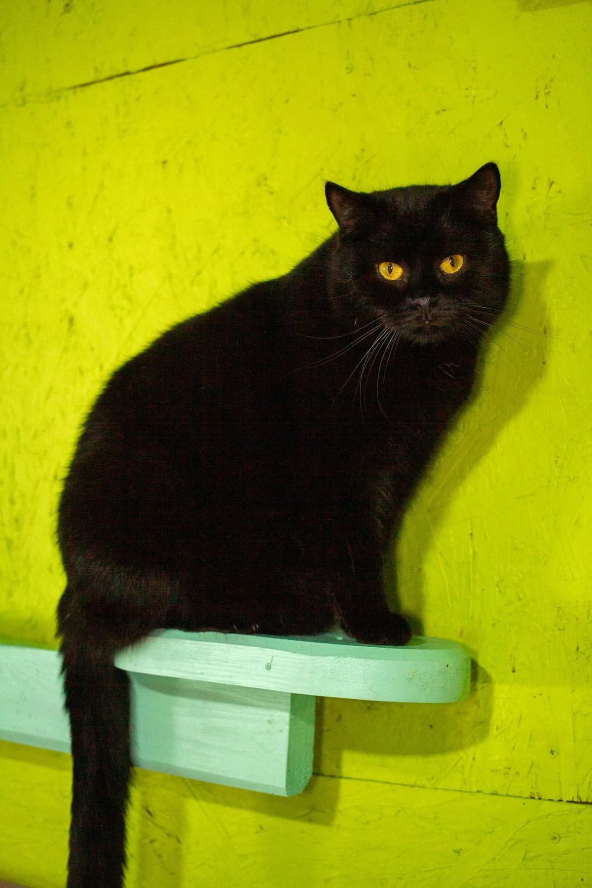 Dark (Дарк), male Mixed Breed for adoption at Притулок Best Friends