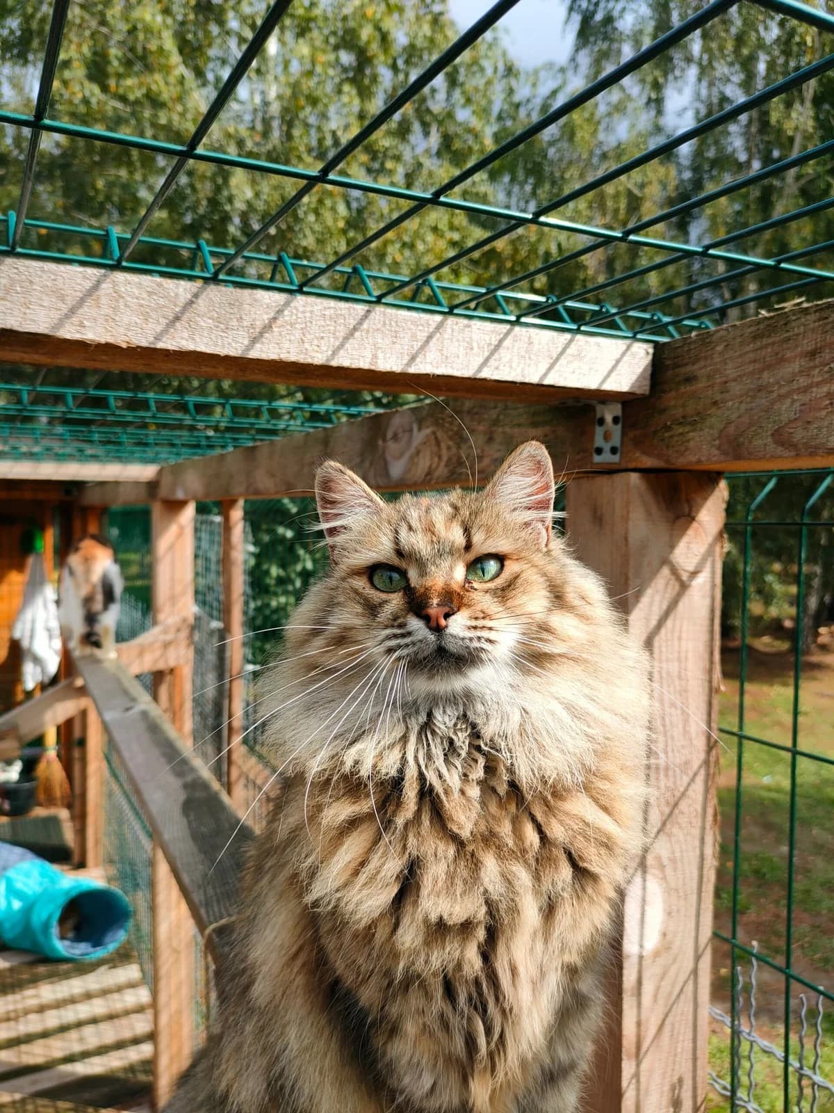 Layla (Лайла), female Mixed Breed for adoption at Притулок Best Friends