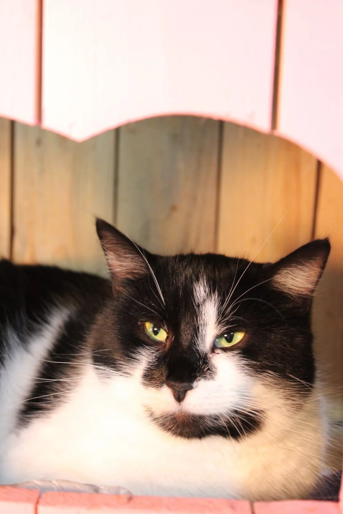 Kulbabka (Кульбабка), female Mixed Breed for adoption at Притулок Best Friends