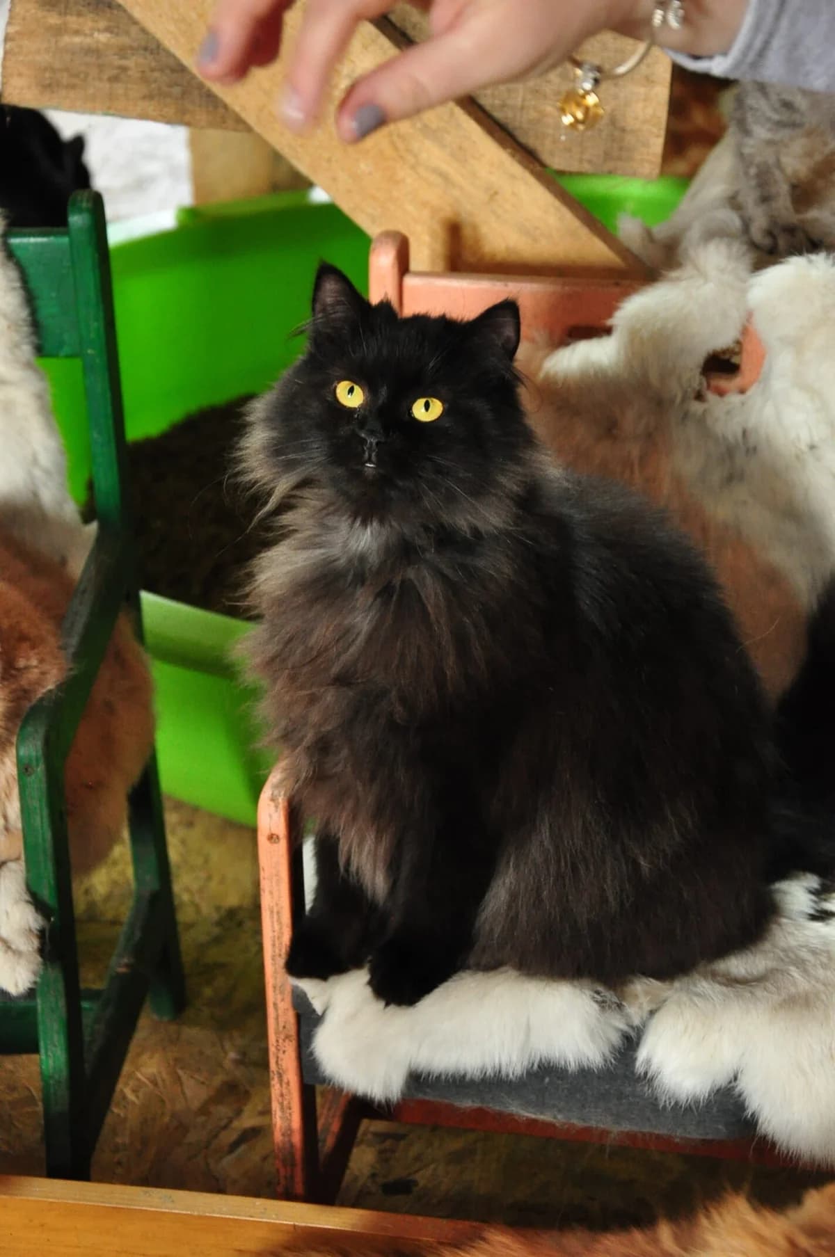 Barbaris (Барбарис), male Mixed Breed for adoption at Притулок Best Friends