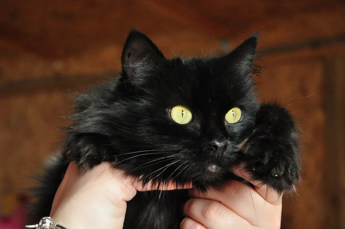 Nensi (Ненсі), Mixed Breed for adoption at Притулок Best Friends