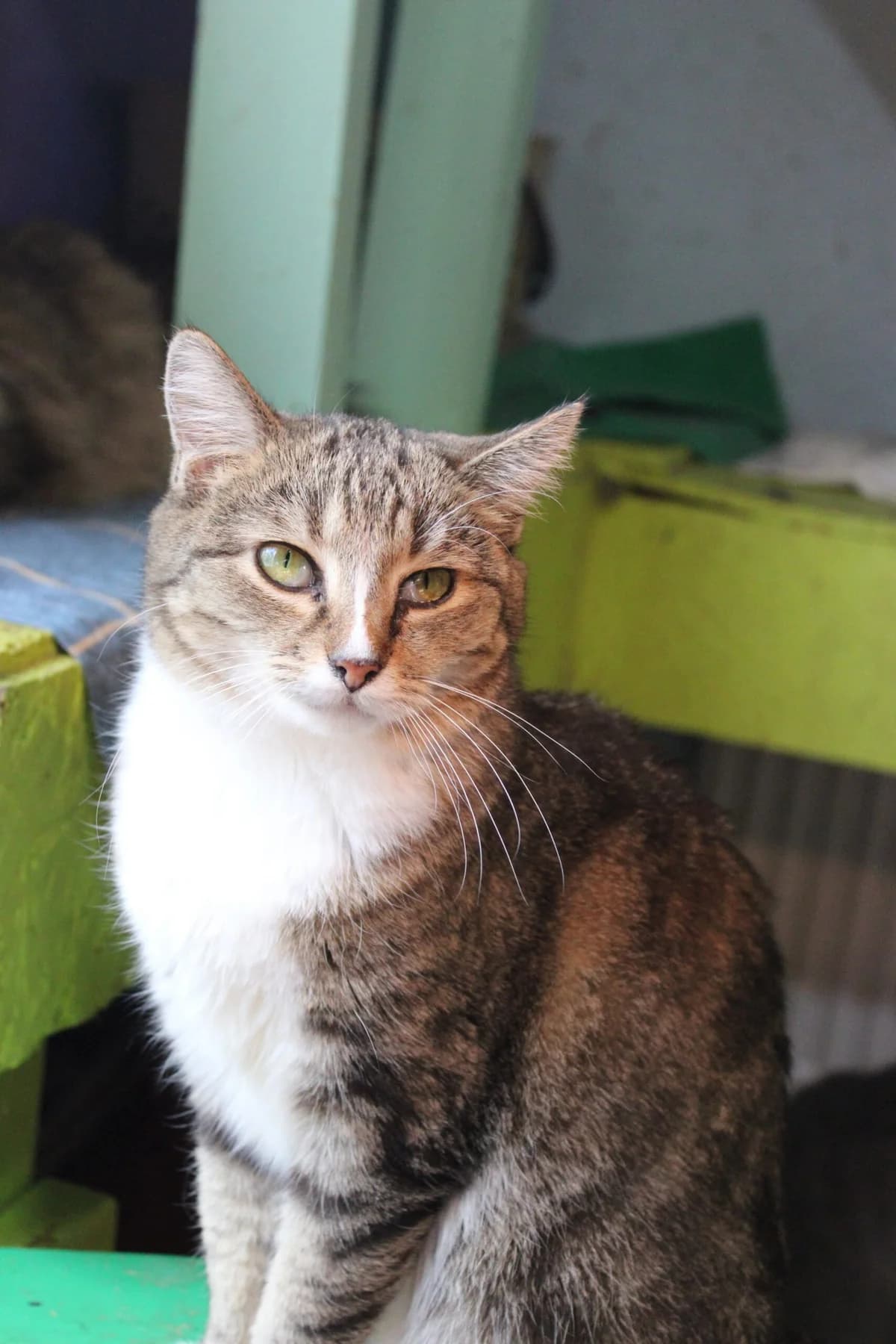 Tofi (Тофі), female Mixed Breed for adoption at Притулок Best Friends