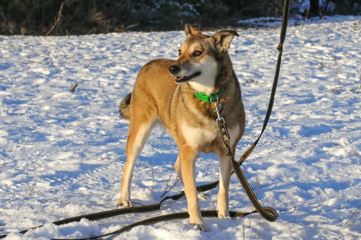 Almeriya (Альмерія), female Mixed Breed for adoption at Притулок Best Friends