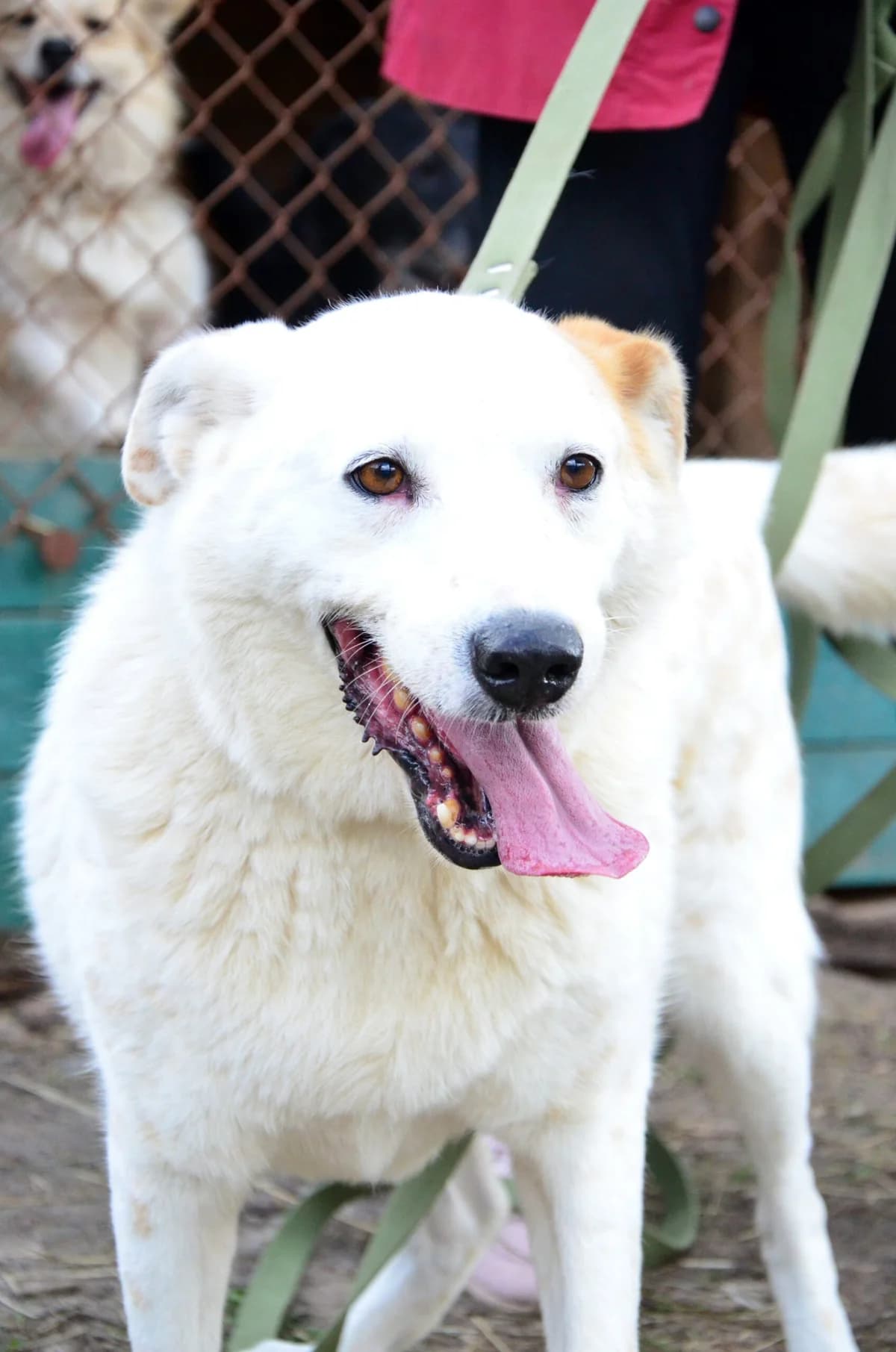 Balbes (Балбес), male Mixed Breed for adoption at Притулок Best Friends