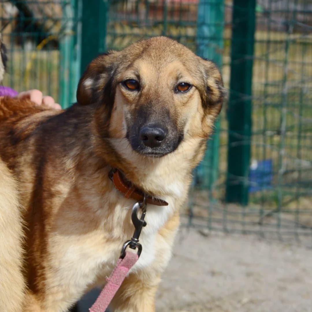 Alba (Альба), female Mixed Breed for adoption at Притулок Best Friends
