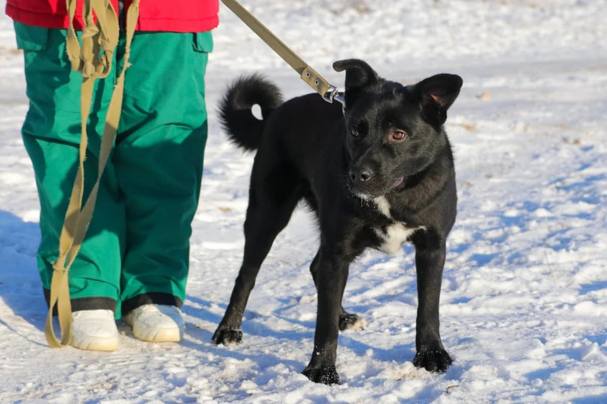 Bodya (Бодя), male Mixed Breed for adoption at Притулок Best Friends