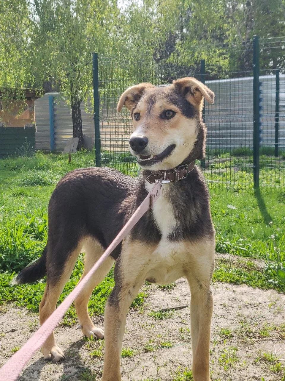 Dok (Док), male Mixed Breed for adoption at Притулок Best Friends
