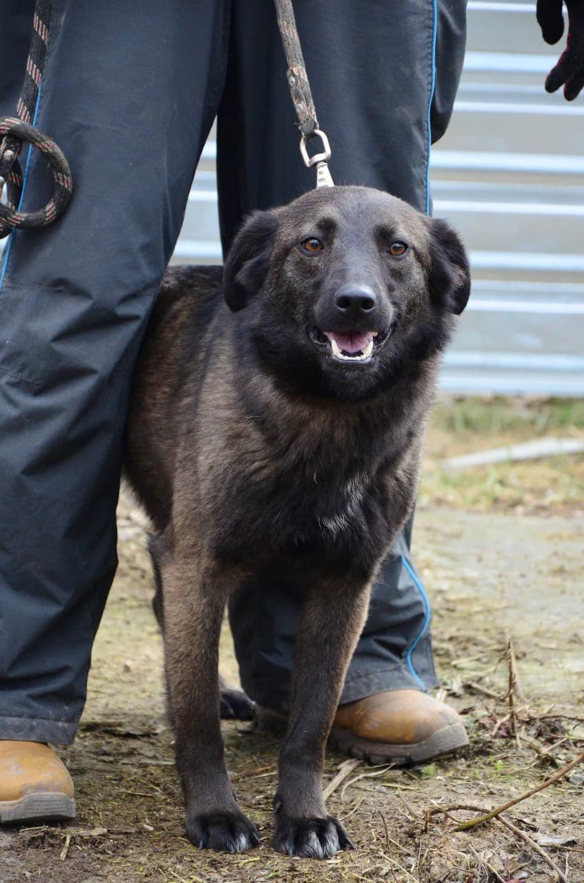 Lagerta (Лагерта), female Mixed Breed for adoption at Притулок Best Friends