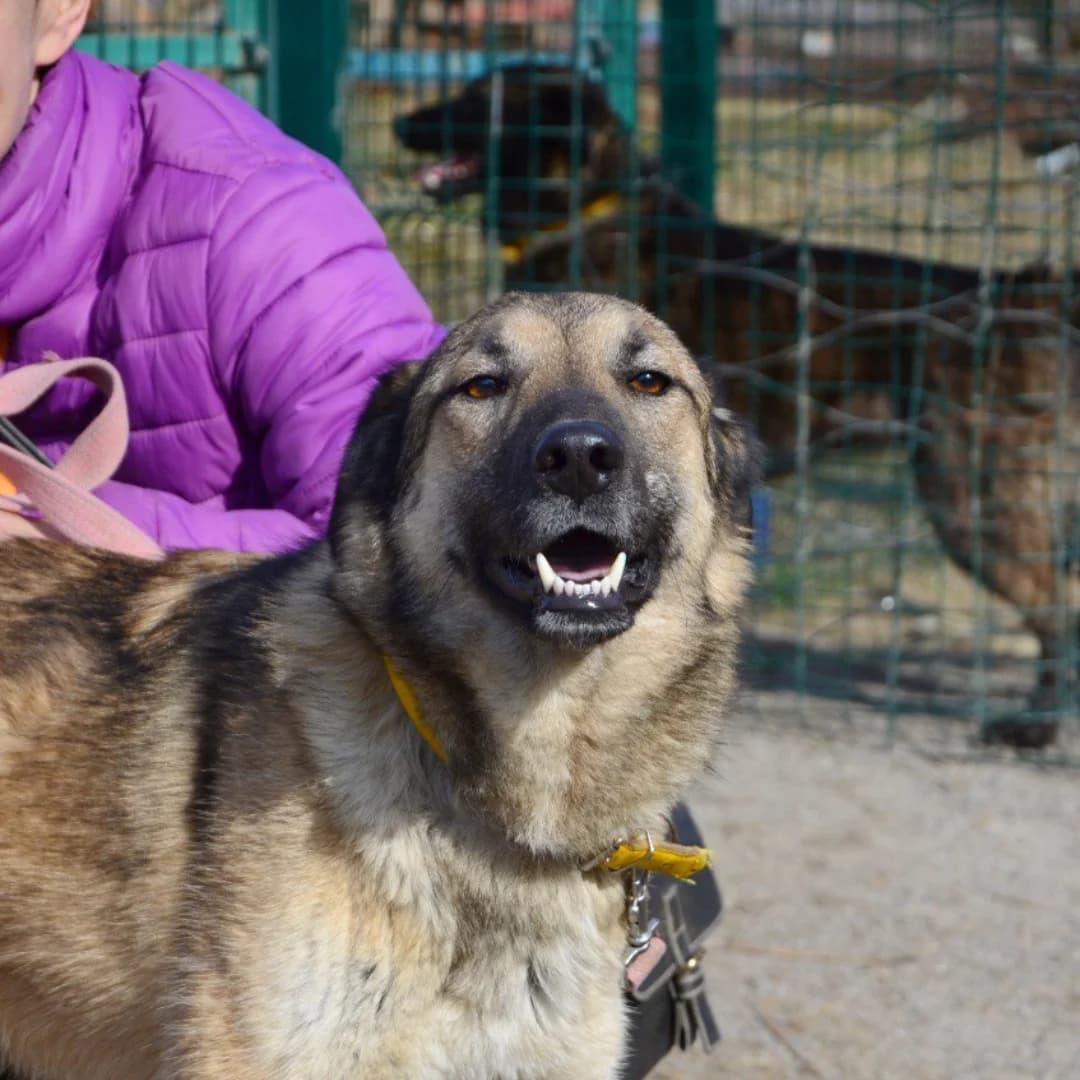 Morris (Морріс), male Mixed Breed for adoption at Притулок Best Friends