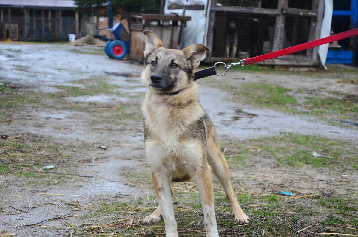 Sem (Сем), male Mixed Breed for adoption at Притулок Best Friends