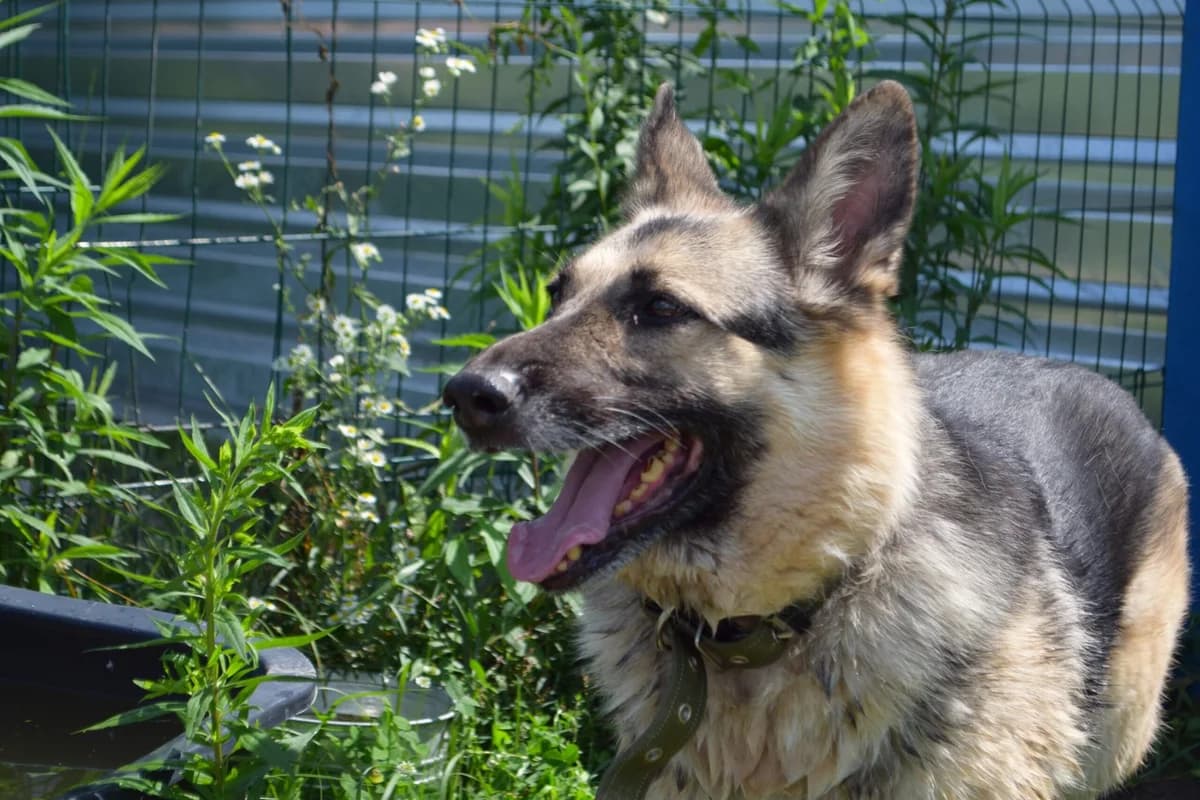 Nika (Ніка), female Mixed Breed for adoption at Притулок Best Friends