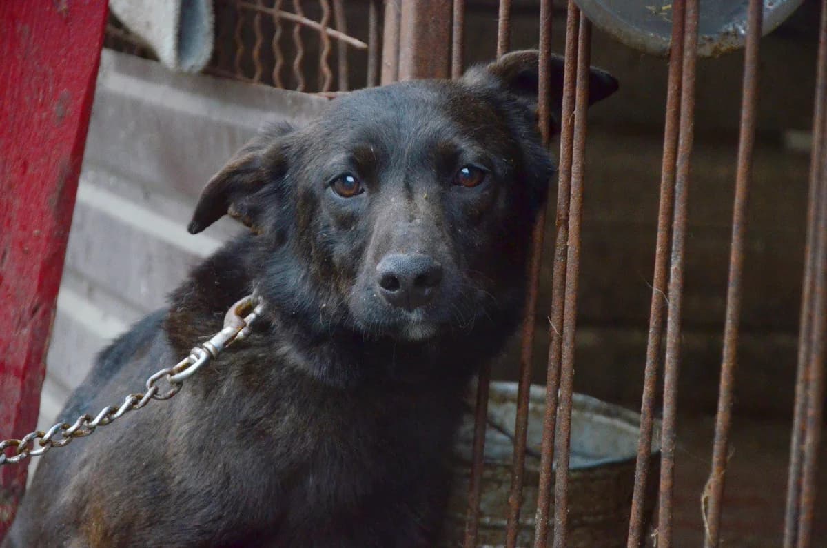 Dzhipsi (Джипсі), female Mixed Breed for adoption at Притулок Best Friends