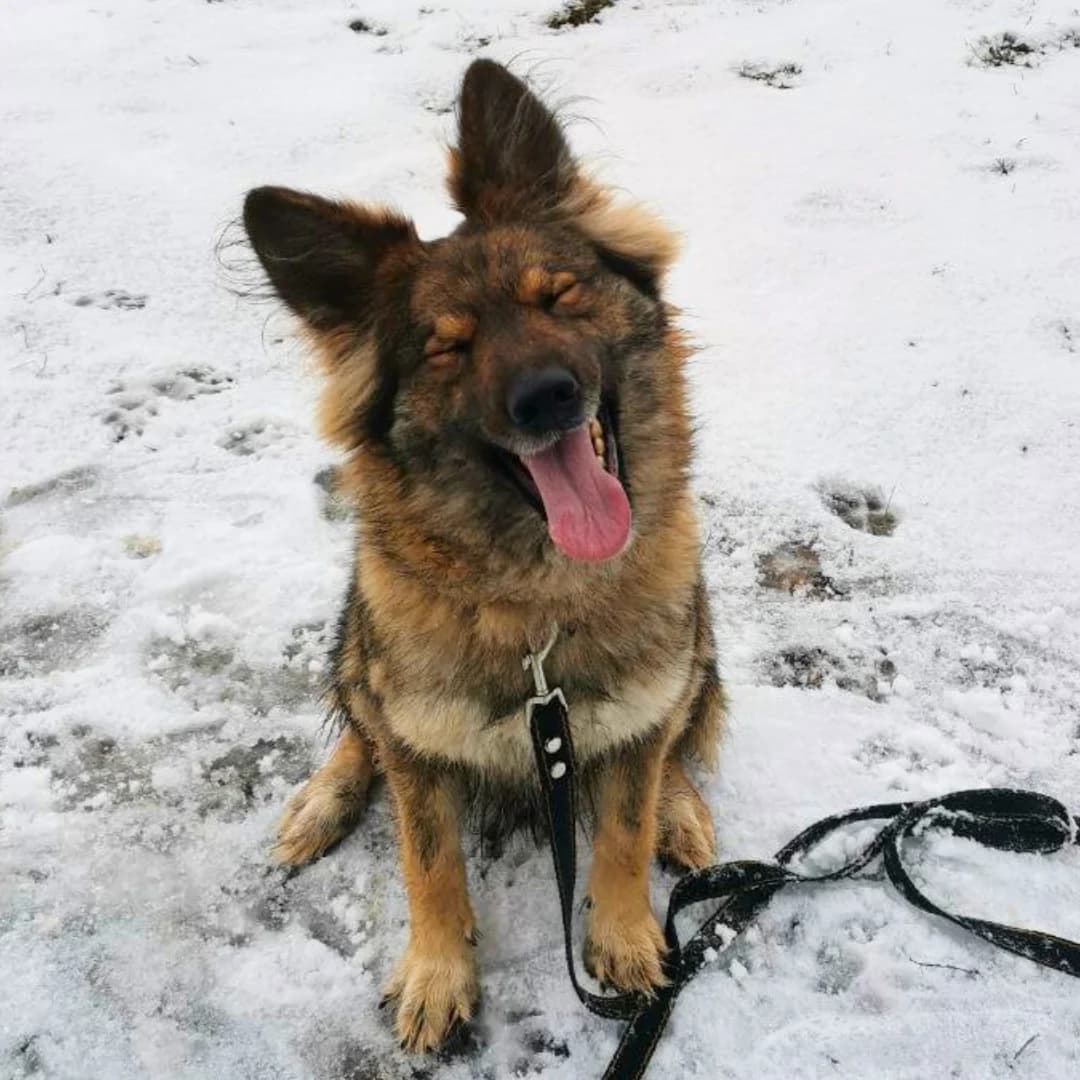Zhaklin (Жаклін), female Mixed Breed for adoption at Притулок Best Friends