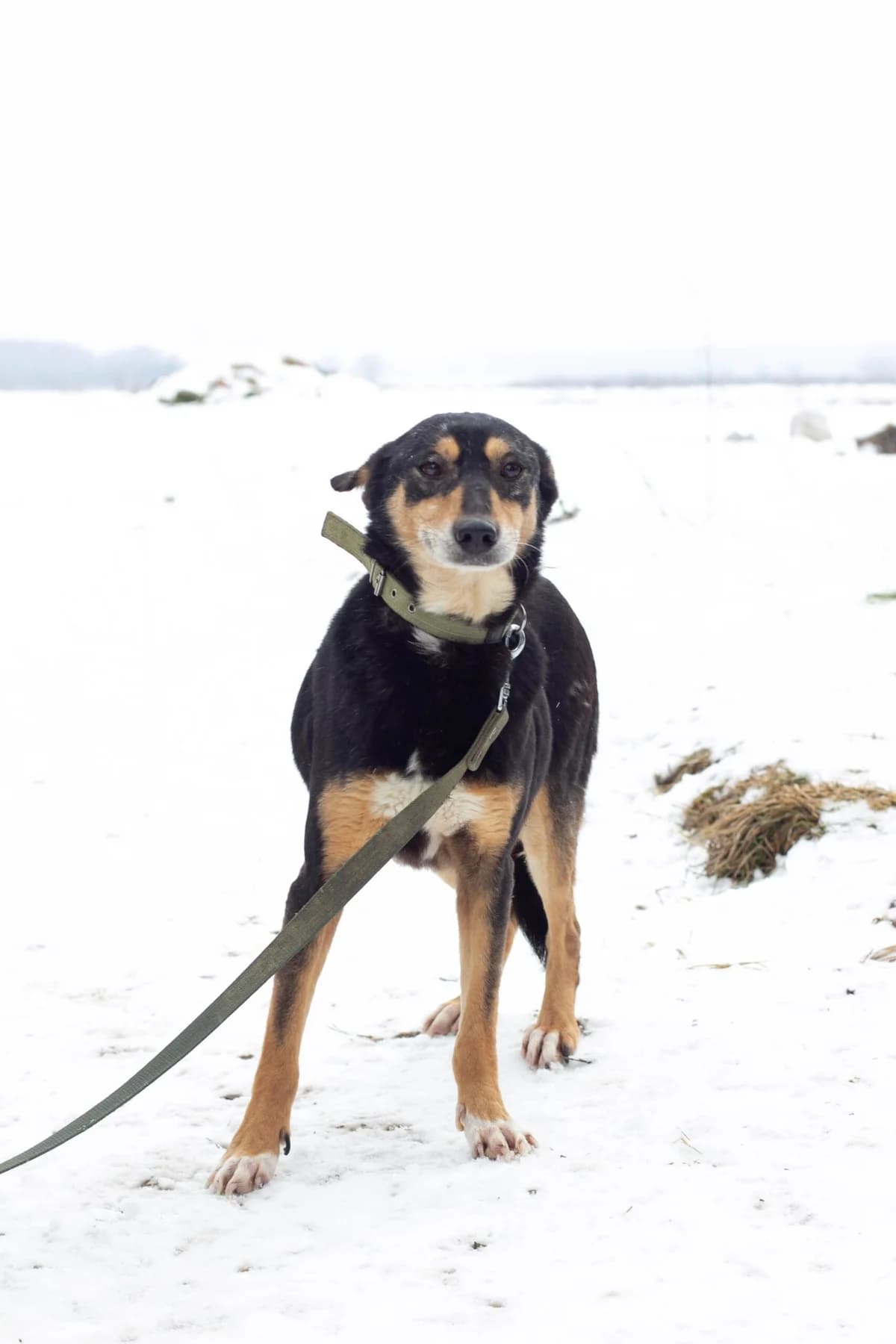 Busya (Буся), female Mixed Breed for adoption at Притулок Best Friends
