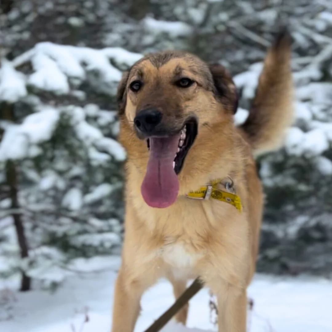 Vorzel (Ворзель), male Mixed Breed for adoption at Притулок Best Friends