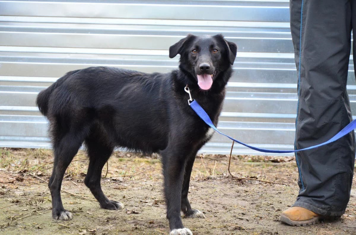 Valkiriya (Валькірія), female Mixed Breed for adoption at Притулок Best Friends