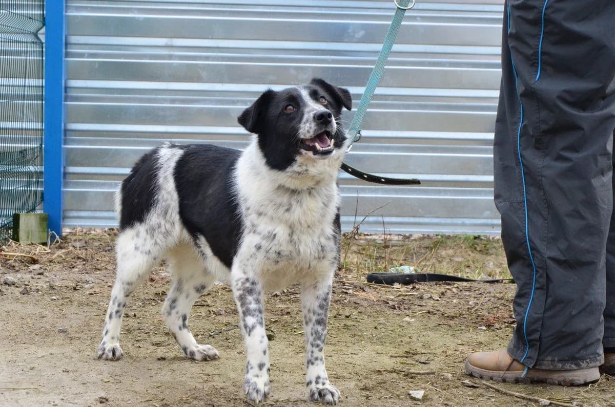 Dzhaya (Джая), female Mixed Breed for adoption at Притулок Best Friends