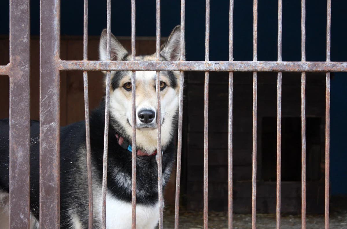 Acha (Ача), female Mixed Breed for adoption at Притулок Best Friends
