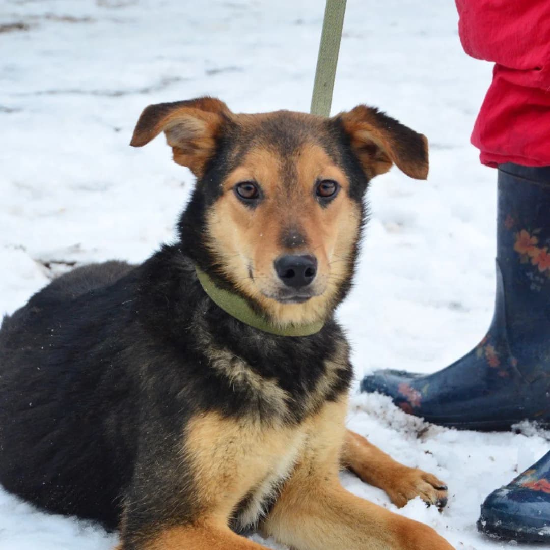 Fibi (Фібі), female Mixed Breed for adoption at Притулок Best Friends