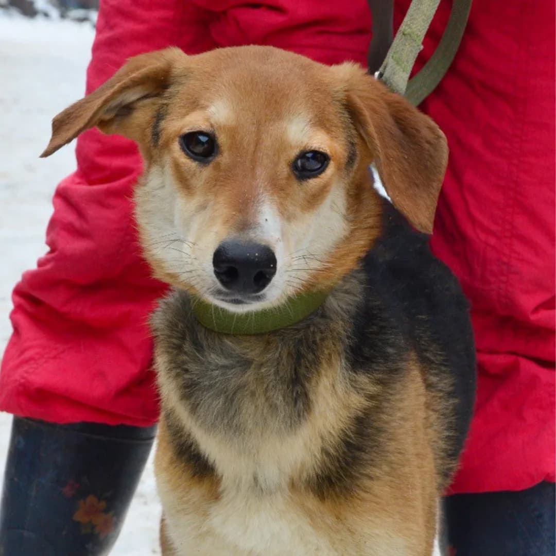 Fanni (Фанні), female Mixed Breed for adoption at Притулок Best Friends