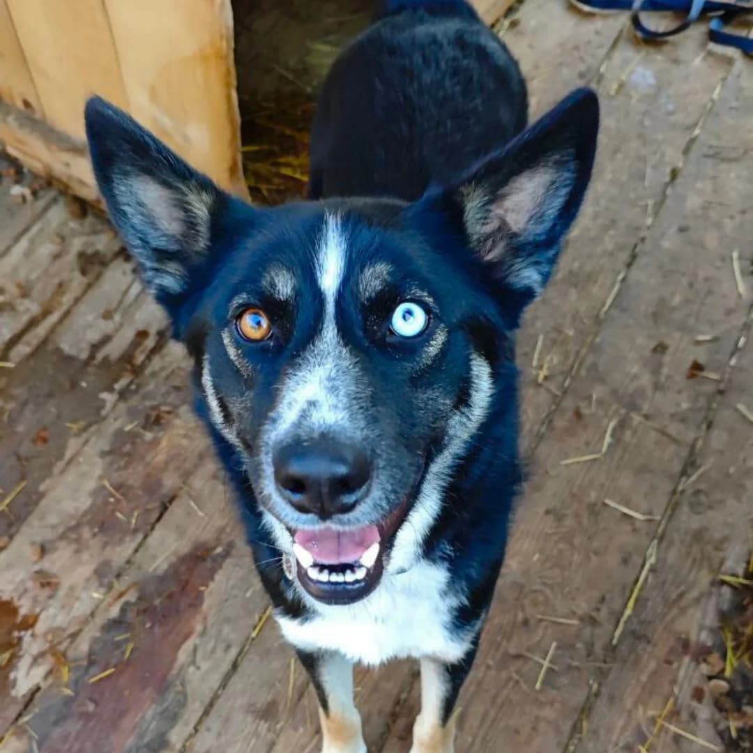 Dzhek (Джек), male Mixed Breed for adoption at Притулок Best Friends