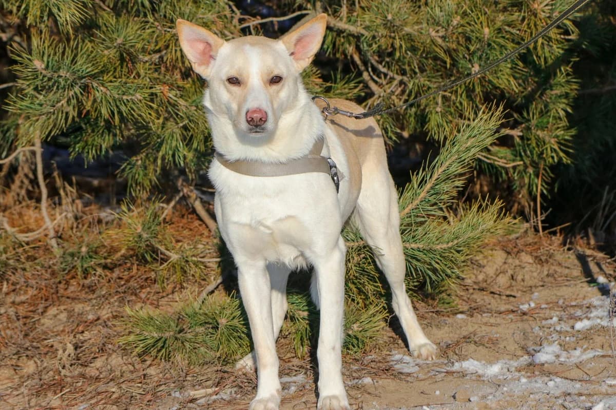 Klod (Клод), male Mixed Breed for adoption at Притулок Best Friends