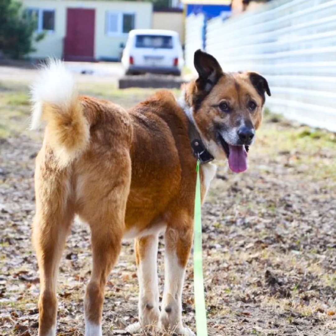 Taro (Таро), male Mixed Breed for adoption at Притулок Best Friends