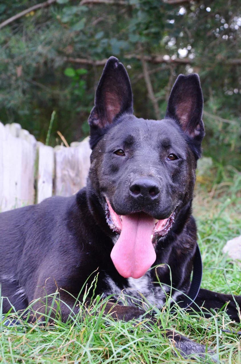 Kiki (Кікі), male Mixed Breed for adoption at Притулок Best Friends