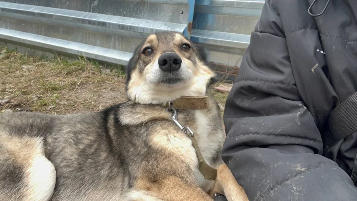 Grom (Гром), male Mixed Breed for adoption at Притулок Best Friends