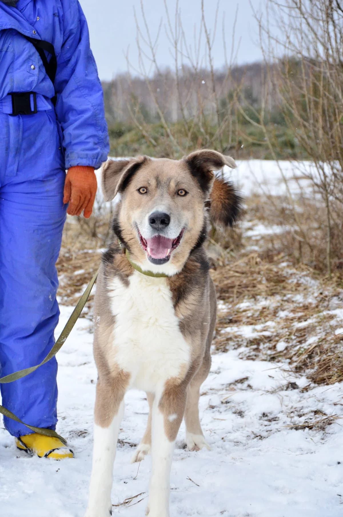 Tramp (Трамп), male Mixed Breed for adoption at Притулок Best Friends