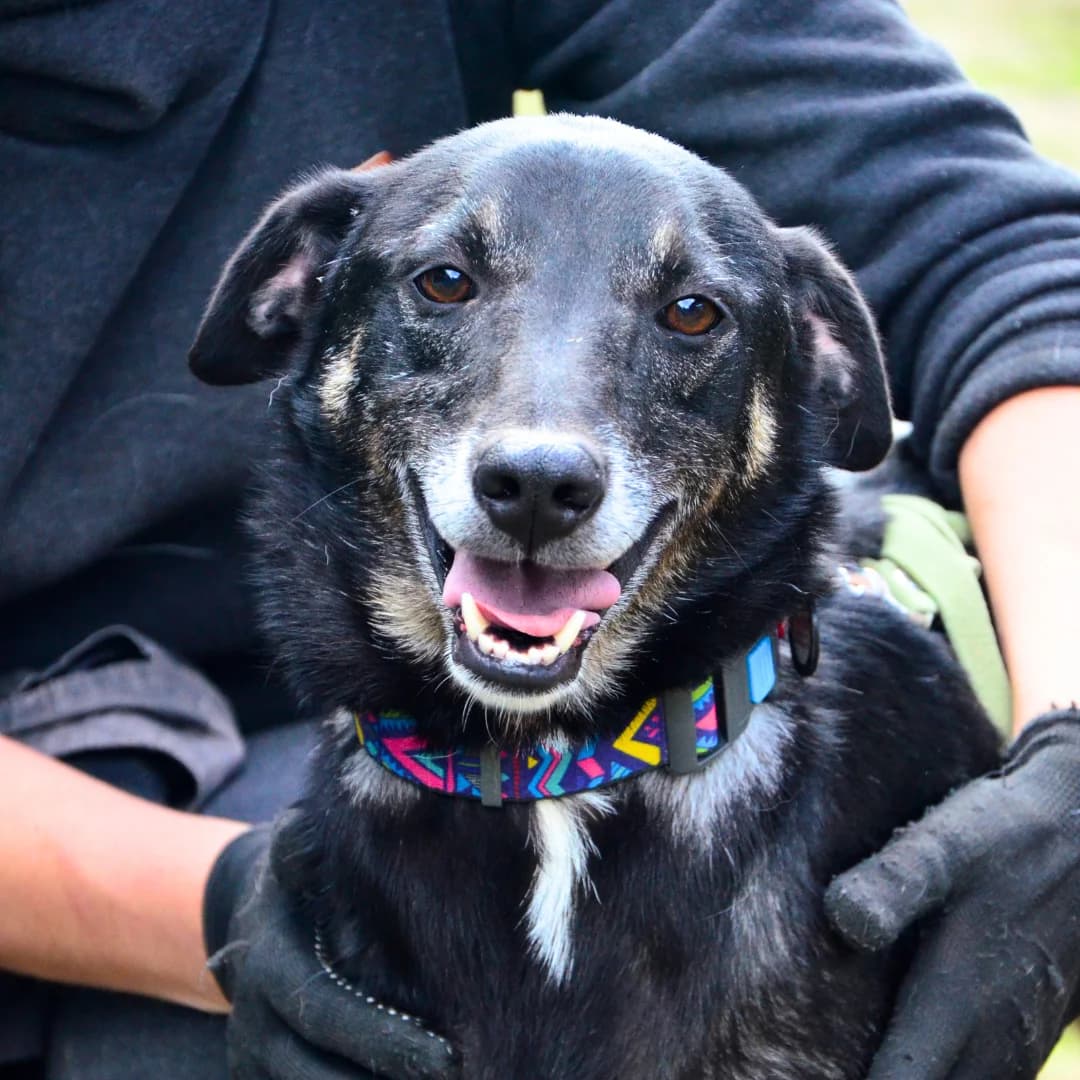 Brauni (Брауні), male Mixed Breed for adoption at Притулок Best Friends