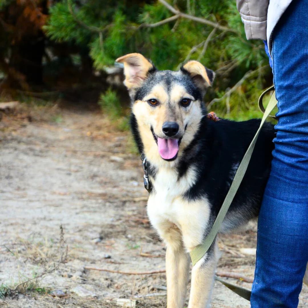 Baffi (Баффі), female Mixed Breed for adoption at Притулок Best Friends