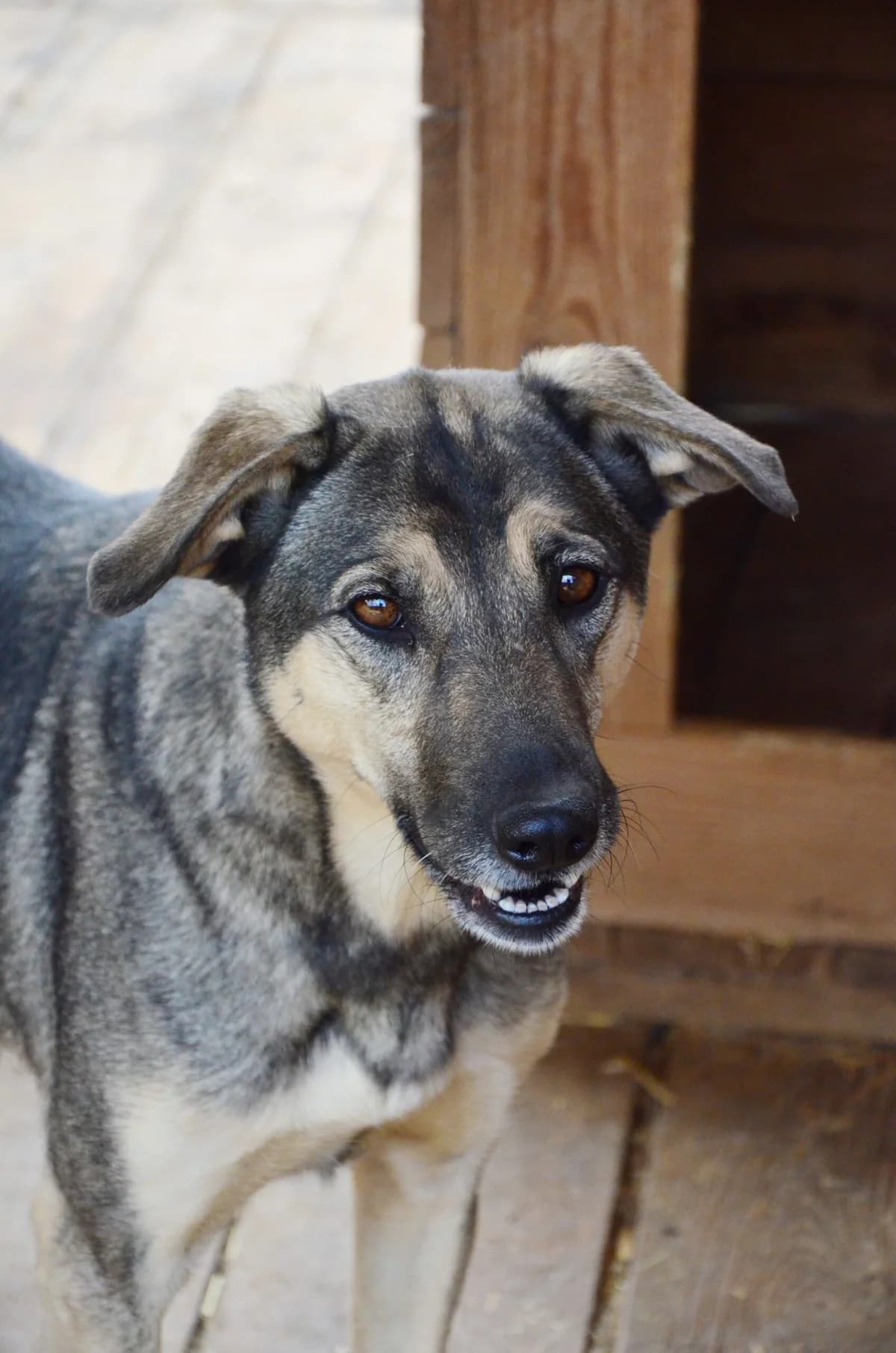 Missuri (Міссурі), female Mixed Breed for adoption at Притулок Best Friends
